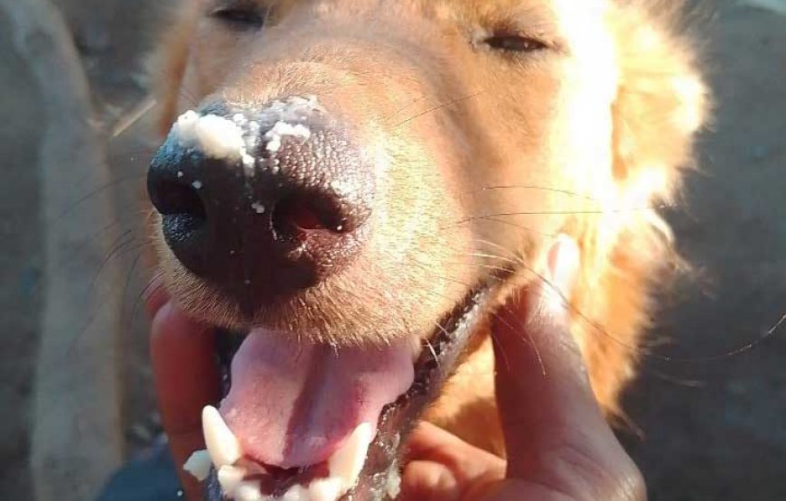 Rusinga Dog Rescue Animal Shelter
