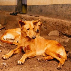 Rusinga Dog Rescue Animal Shelter