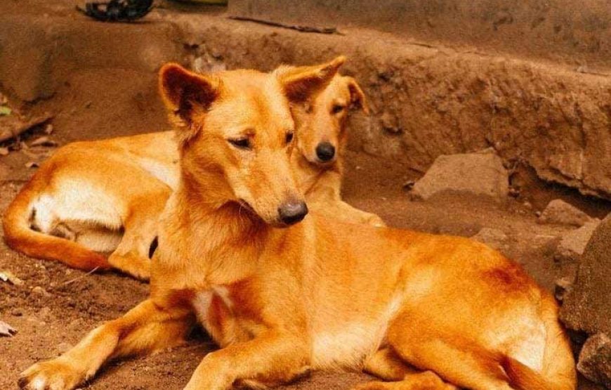 Rusinga Dog Rescue Animal Shelter