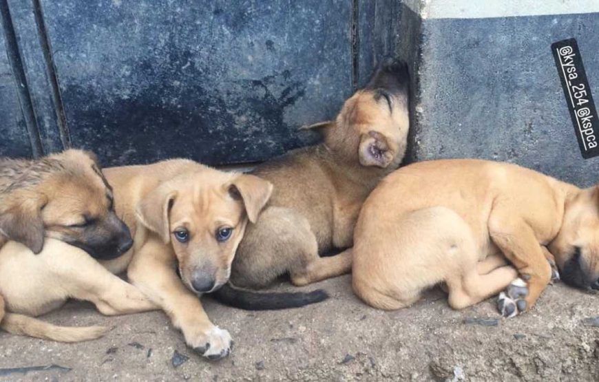 Rusinga Dog Rescue Animal Shelter