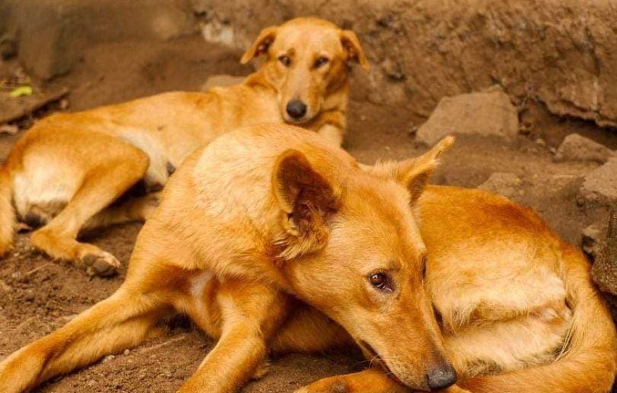 Rusinga Dog Rescue Animal Shelter