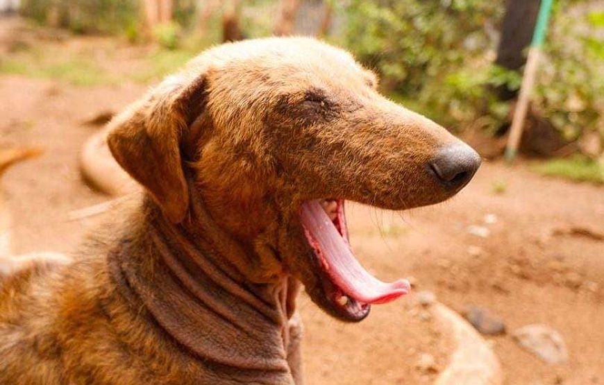 Rusinga Dog Rescue Animal Shelter