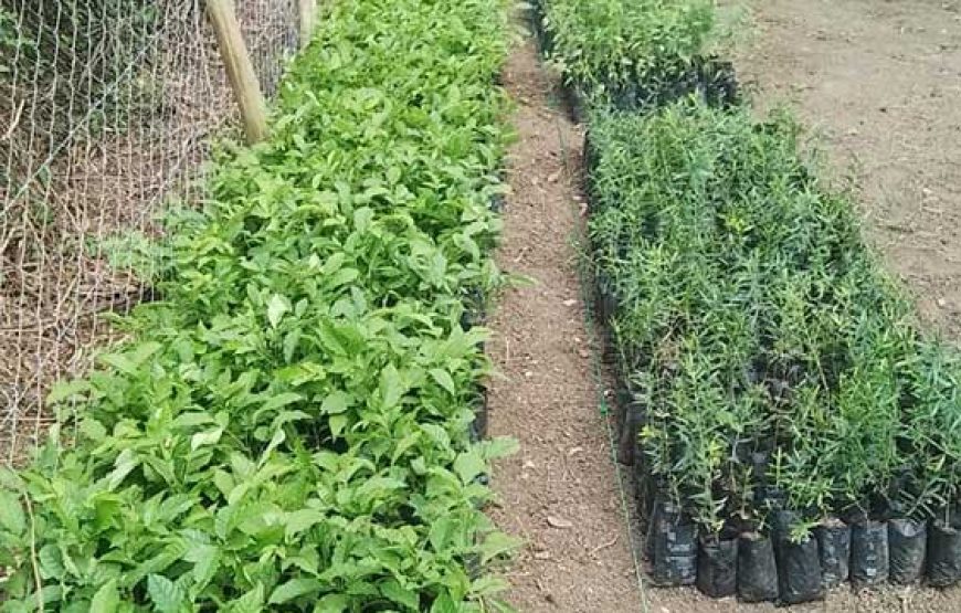 RUSINGA Green Growth Youth Initiative