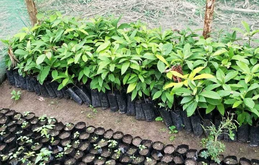 RUSINGA Green Growth Youth Initiative