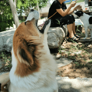 Rescue P.A.W.S. Teaching Volunteer Program