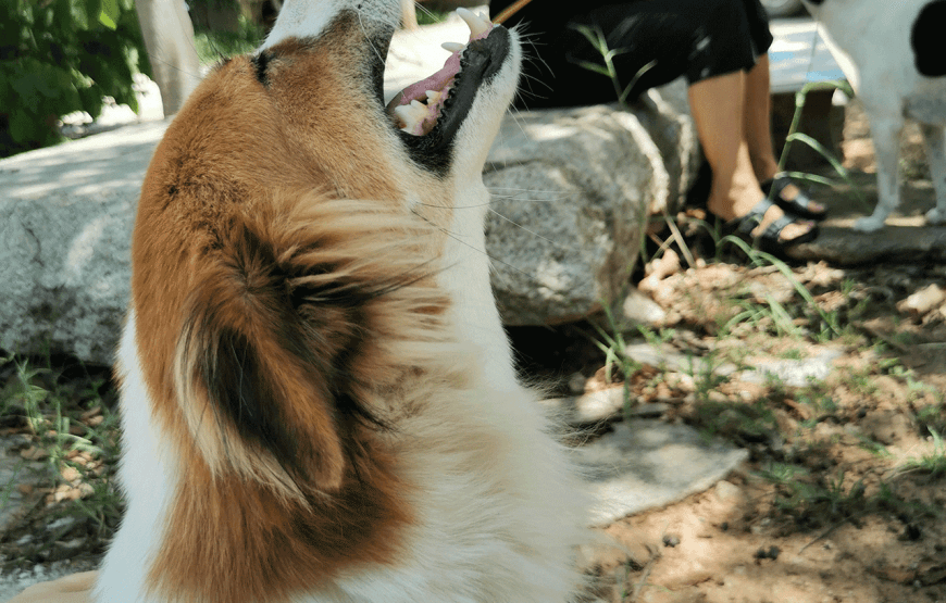 Rescue P.A.W.S. Teaching Volunteer Program