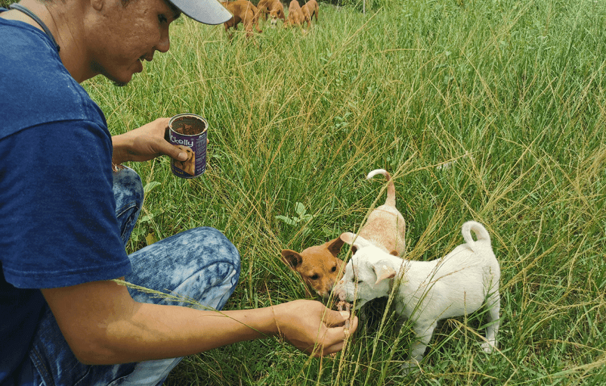 Rescue P.A.W.S. Teaching Volunteer Program