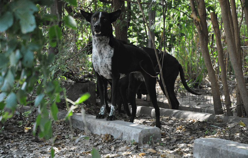 Rescue P.A.W.S. Teaching Volunteer Program