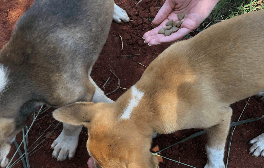 Rescue P.A.W.S. Teaching Volunteer Program