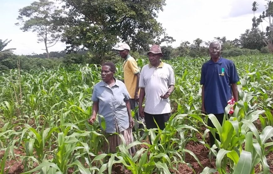Volunteer in Ugandan Sustainable Agriculture