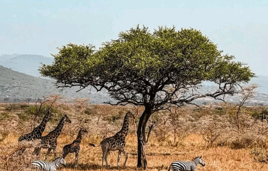 Ruma National Park Safari