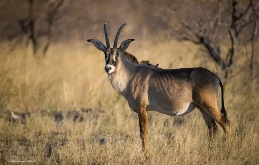 Ruma National Park Safari