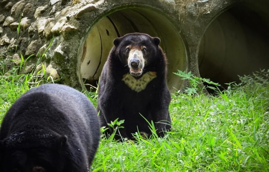 Wildlife Rescue Center Volunteering Program – Thailand