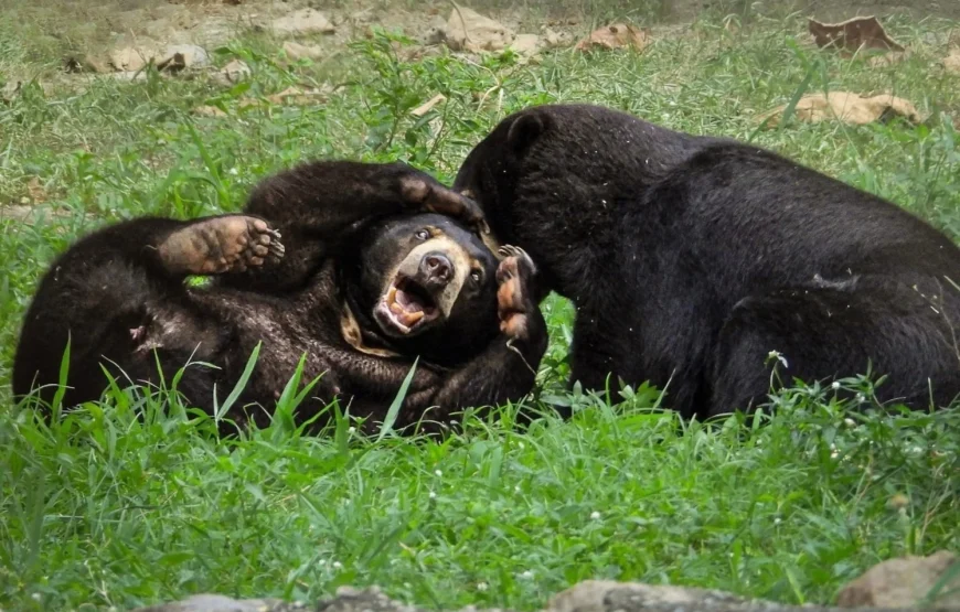 Wildlife Rescue Center Volunteering Program – Thailand
