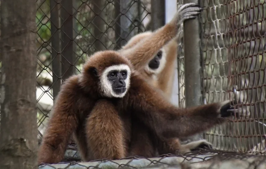 Wildlife Rescue Center Volunteering Program – Thailand