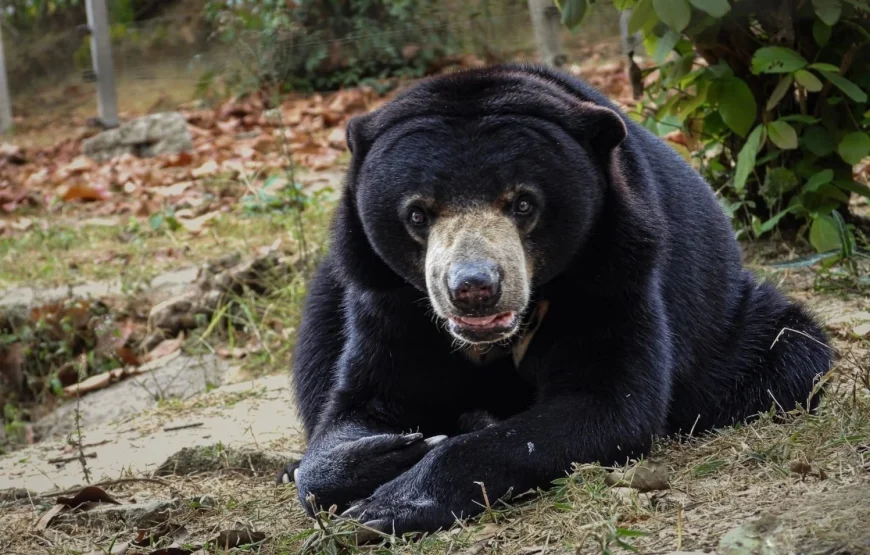 Wildlife Rescue Center Volunteering Program – Thailand
