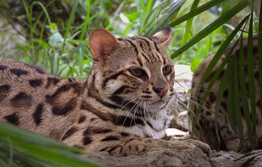 Wildlife Rescue Center Volunteering Program – Thailand