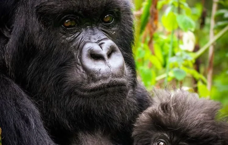 Kenya & Uganda Impact Group Trip