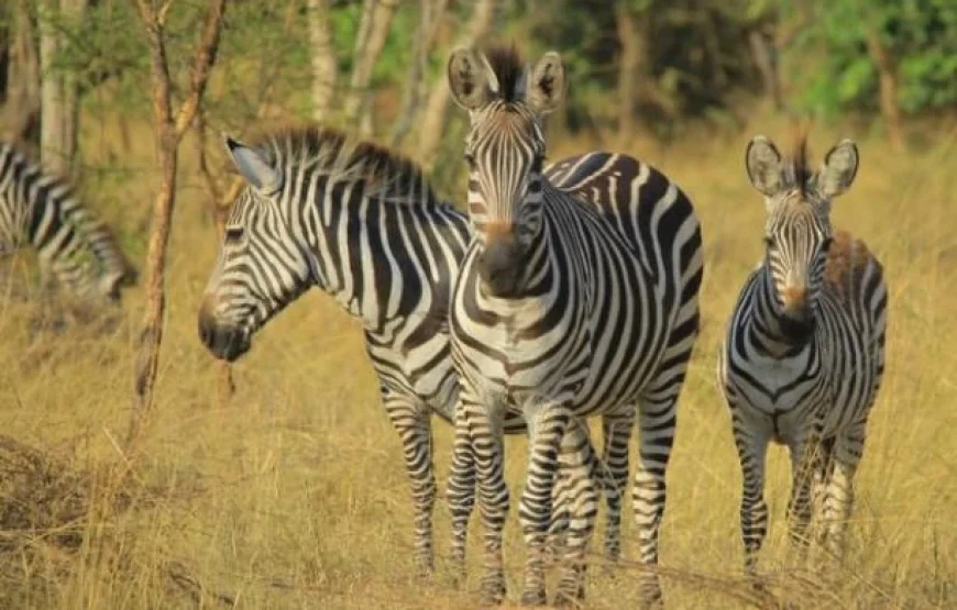 Kenya & Uganda Impact Group Trip
