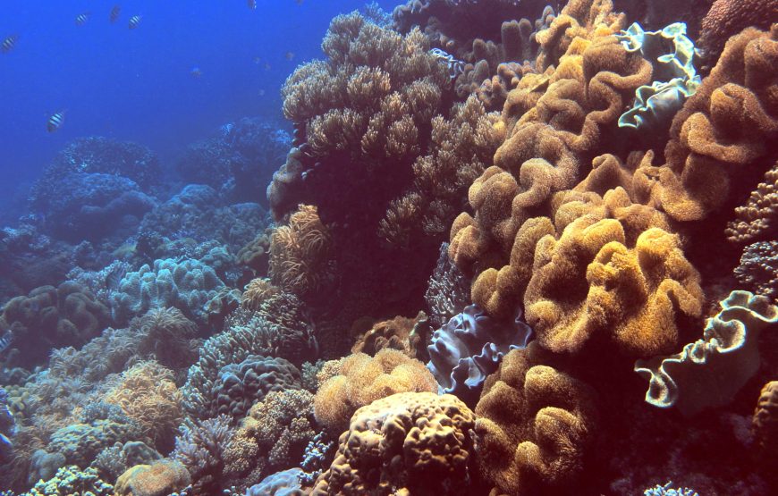 Marine Conservation Volunteer Program