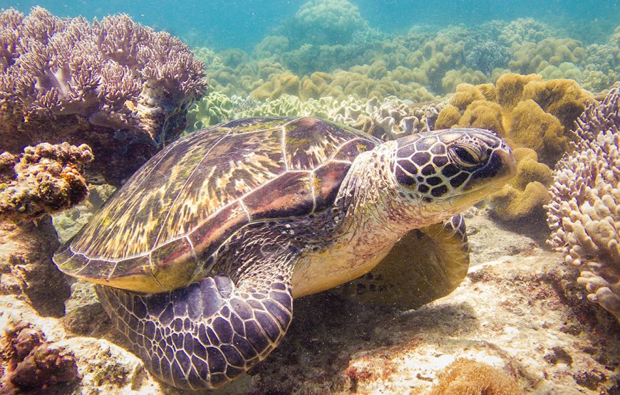 Marine Conservation Volunteer Program