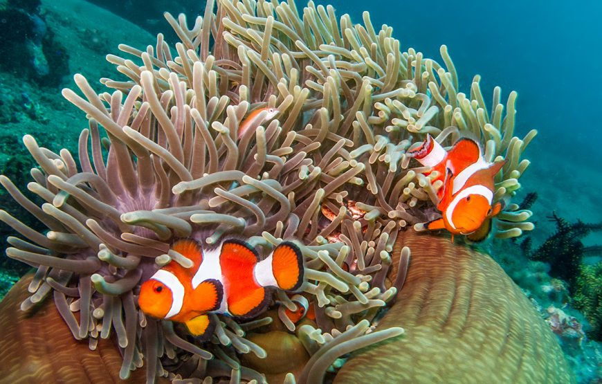Marine Conservation Volunteer Program