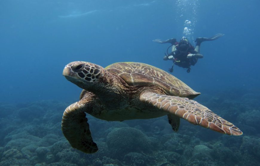 Marine Conservation Volunteer Program